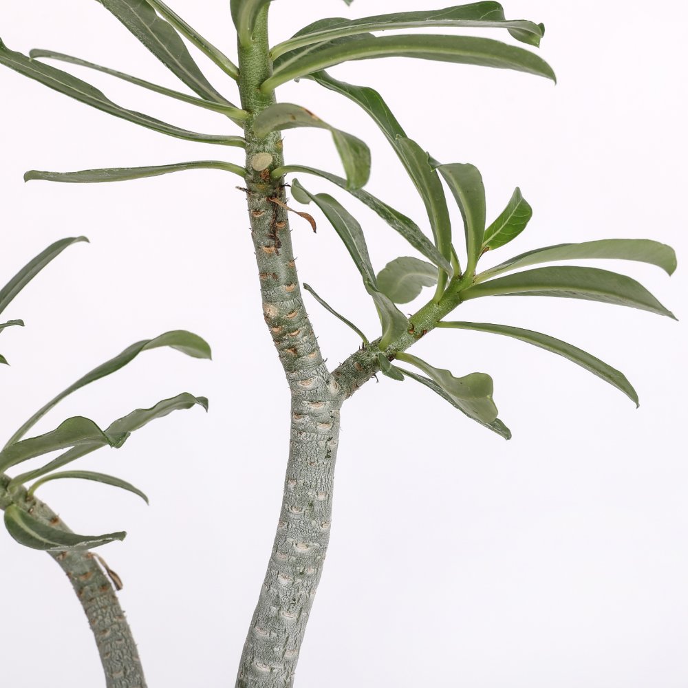 Adenium obesum Ø 16