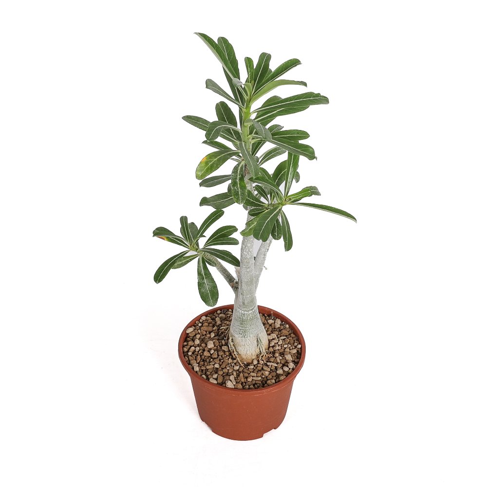 Adenium obesum Ø 16