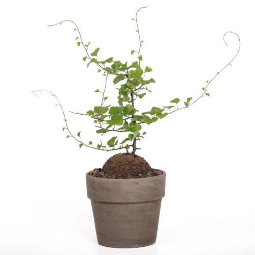 Dioscorea elephantipes Ø 15