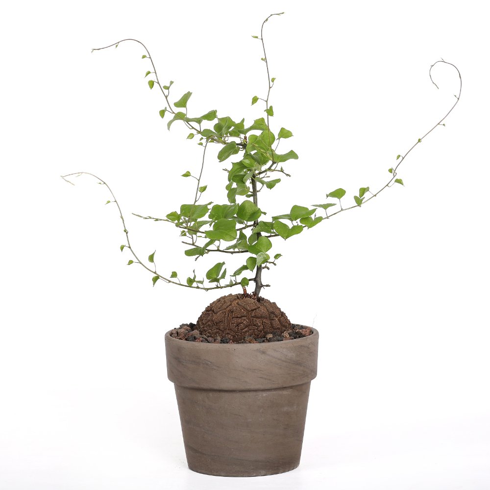 Dioscorea elephantipes Ø 15