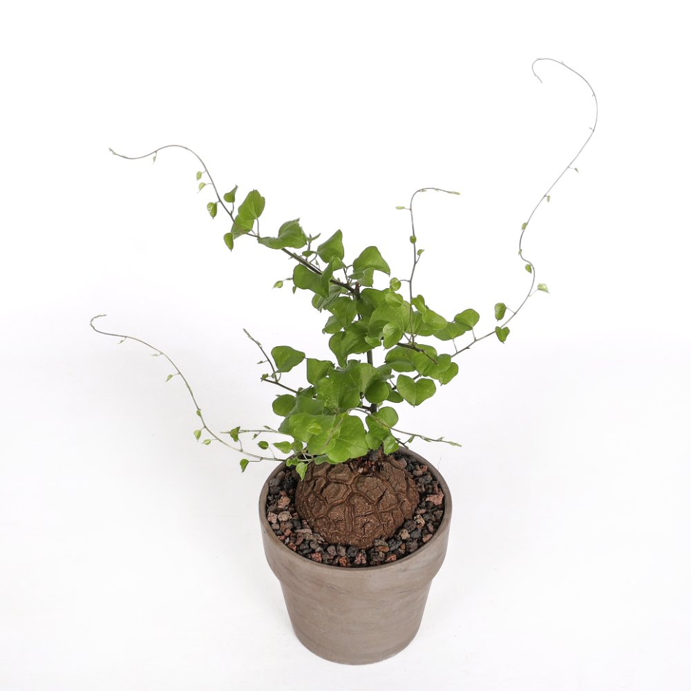 Dioscorea elephantipes Ø 15