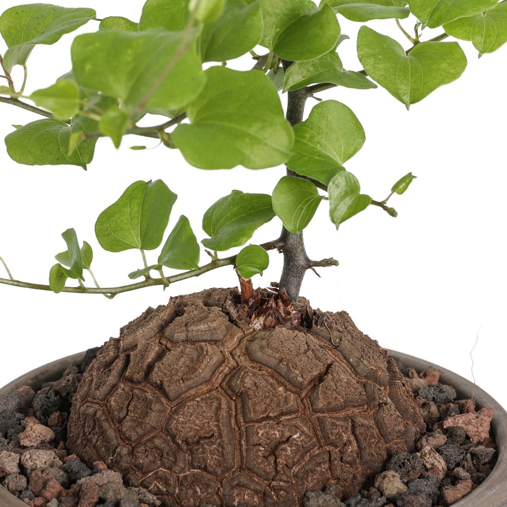Dioscorea elephantipes Ø 15