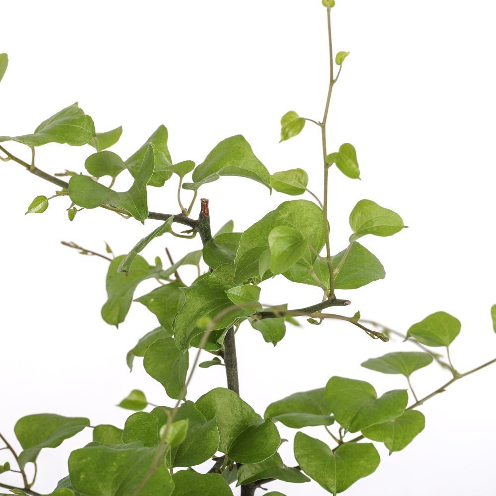 Dioscorea elephantipes Ø 15