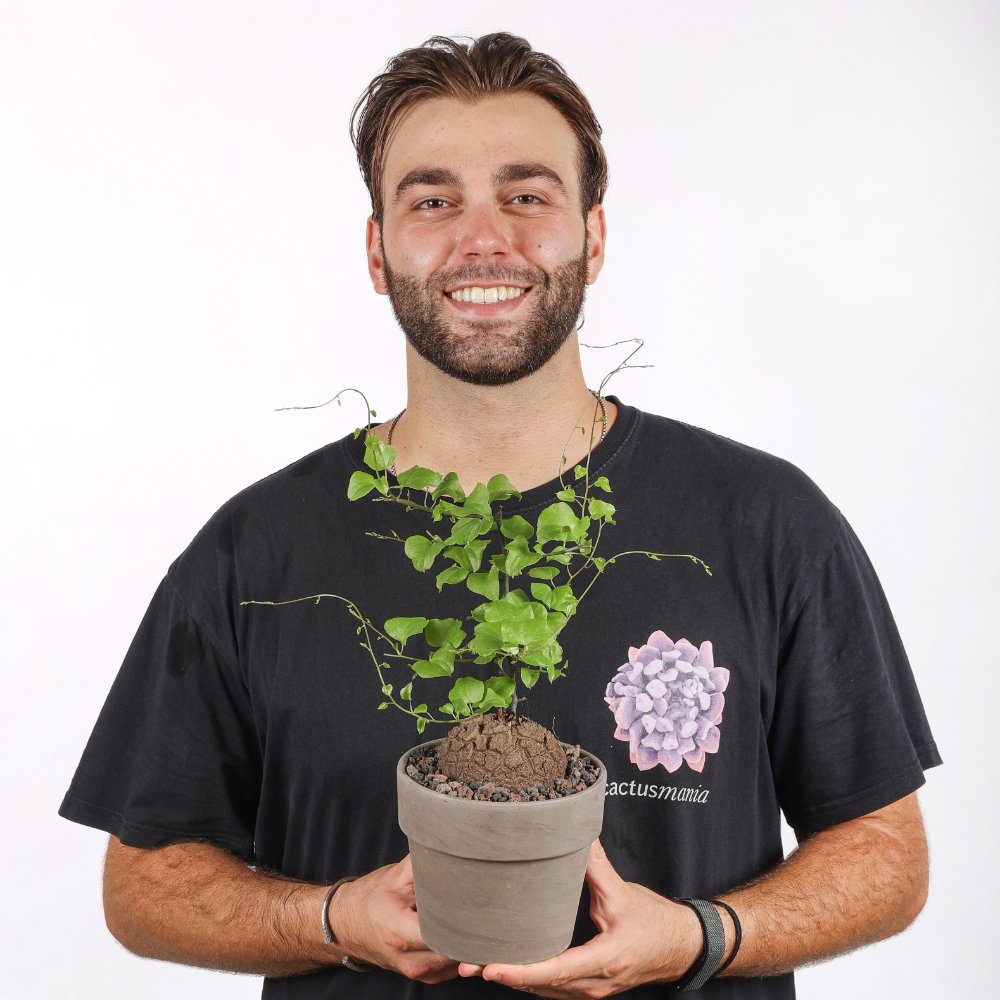 Dioscorea elephantipes Ø 15