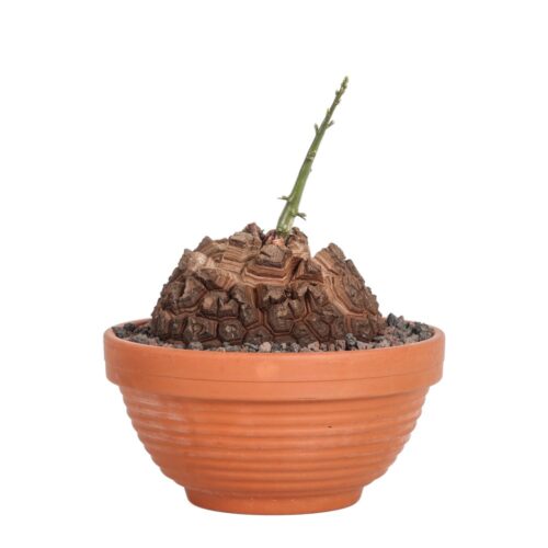 Dioscorea elephantipes Ø 20