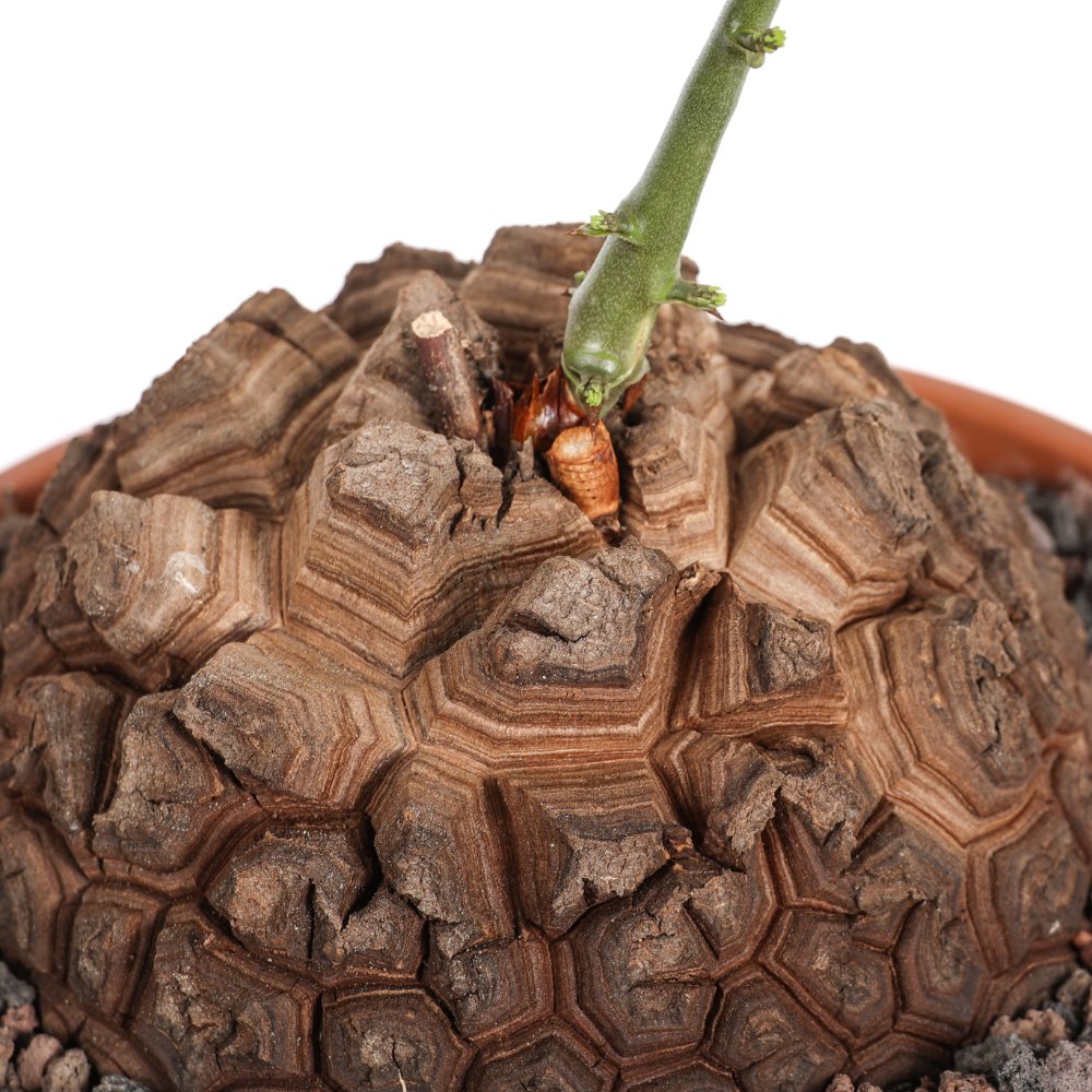 Dioscorea elephantipes Ø 20
