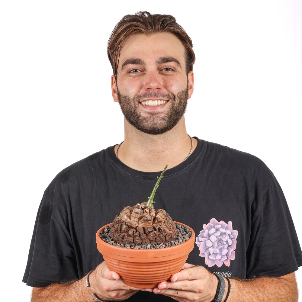 Dioscorea elephantipes Ø 20