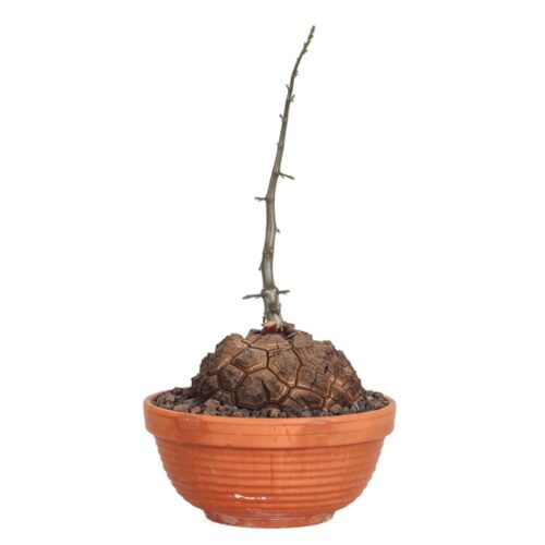 Dioscorea elephantipes Ø 25