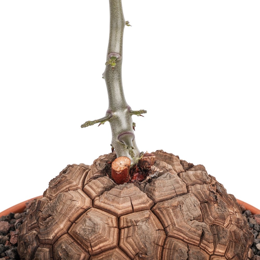 Dioscorea elephantipes Ø 25