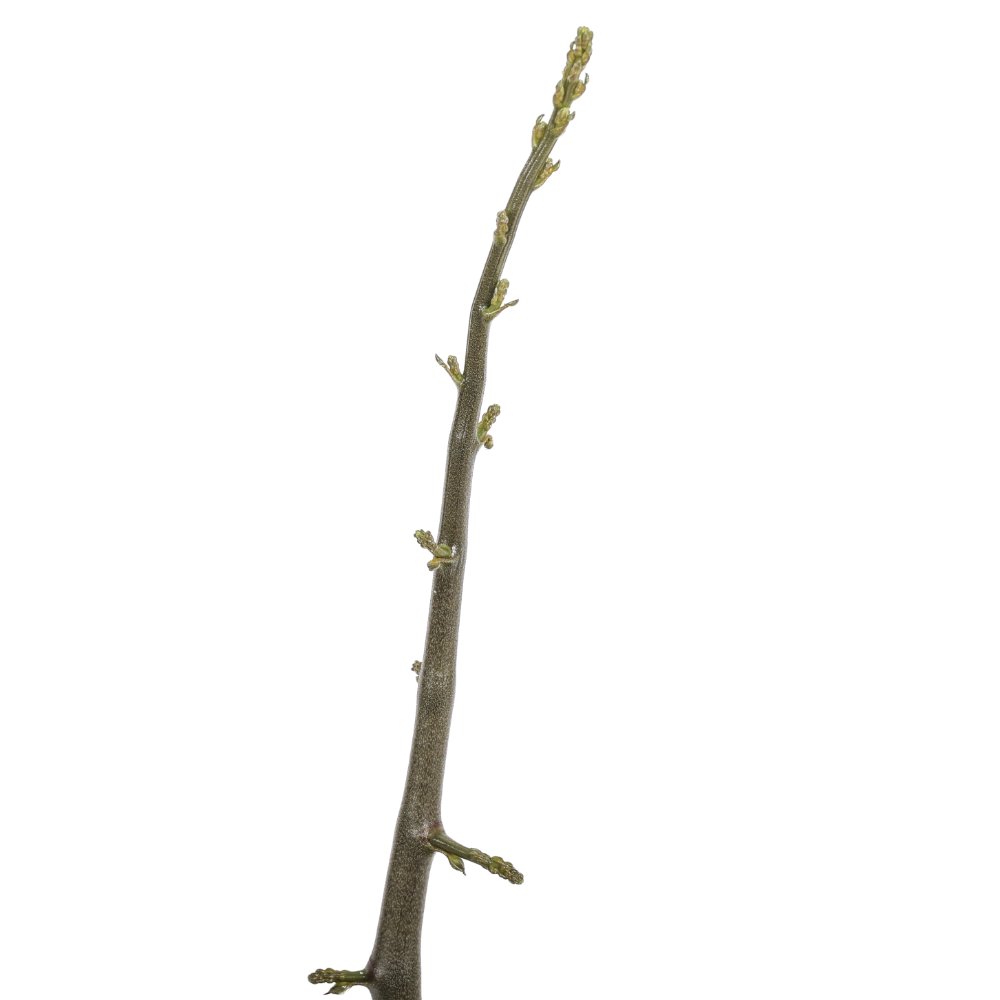 Dioscorea elephantipes Ø 25