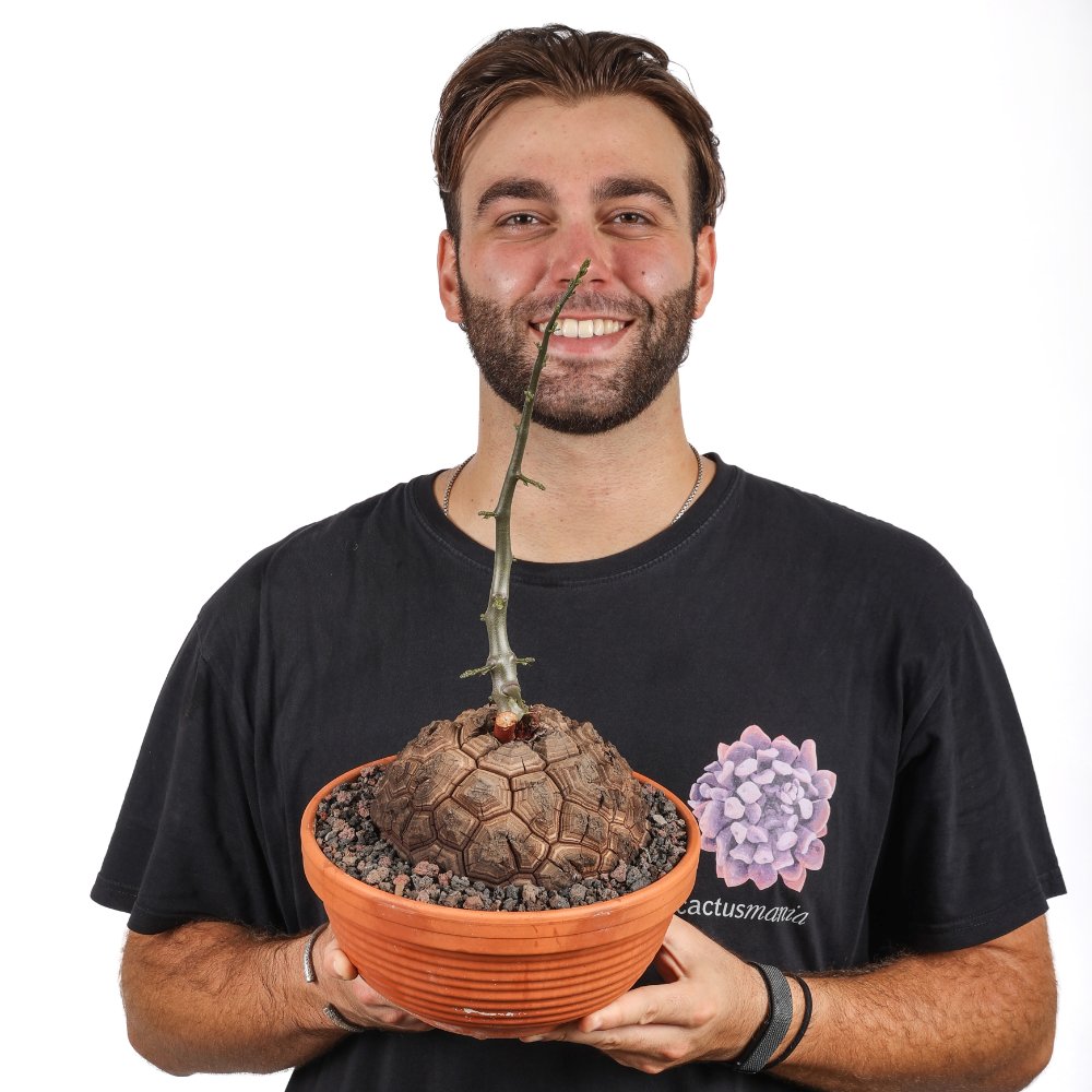 Dioscorea elephantipes Ø 25
