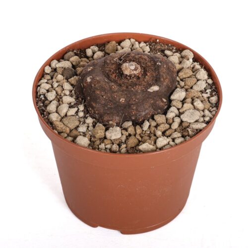 Amorphophallus saururus Ø 10,5 cm