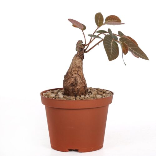 Phyllanthus mirabilis Ø 10,5 cm