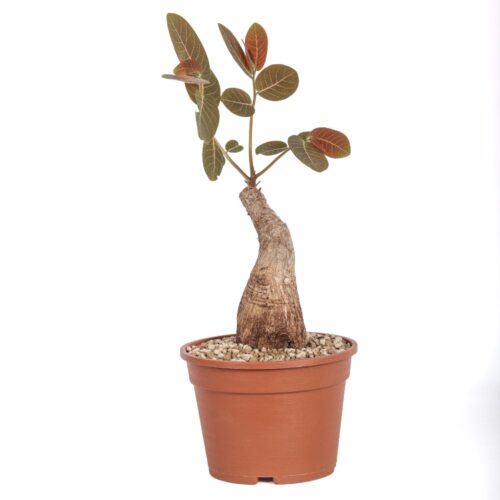 Phyllanthus mirabilis Ø 16 cm