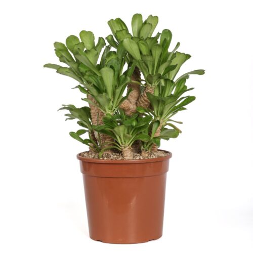 Euphorbia poissonii Ø 25 cm