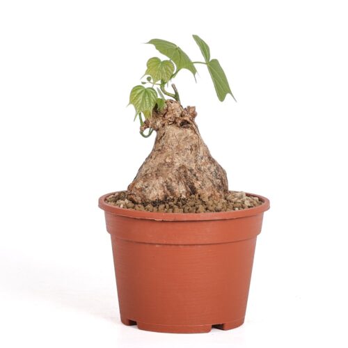 Sterculia colorata Ø 16 cm