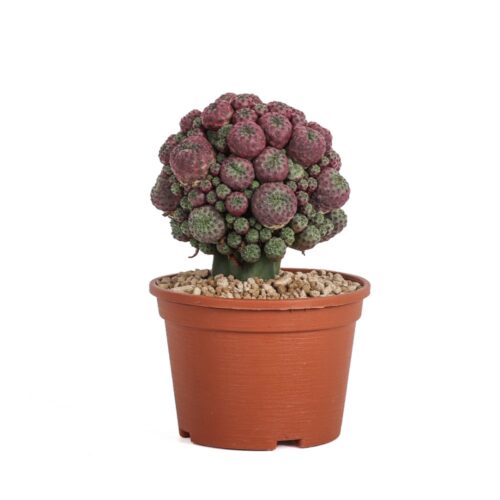 Sulcorebutia rauschii Ø 16 cm
