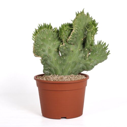 Opuntia subulata f. crestata Ø 20 cm