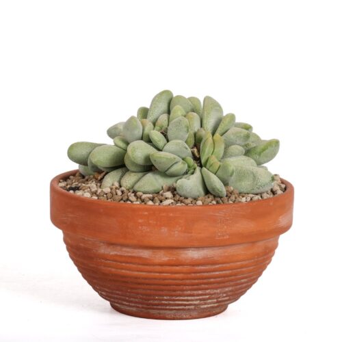 Glottiphyllum oligocarpum Ø 22 cm