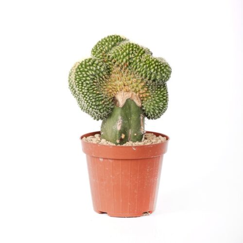 Echinocactus grusonii setispinus crestato Ø 12 cm