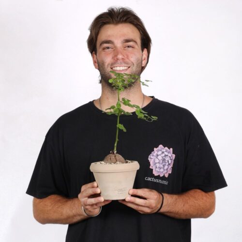 Dioscorea elephantipes Ø 14