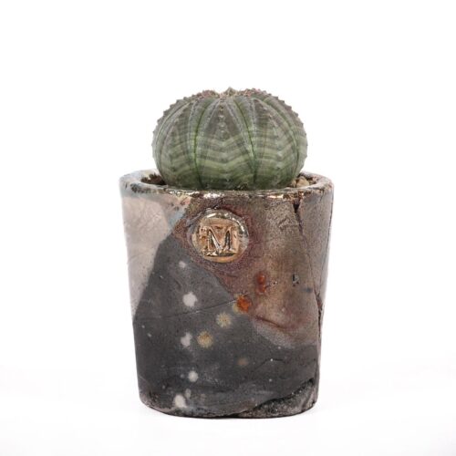 Euphorbia obesa