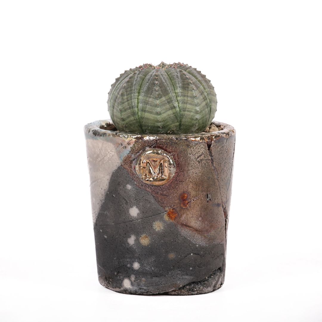 Euphorbia obesa