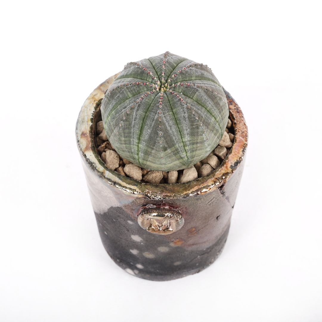 Euphorbia obesa