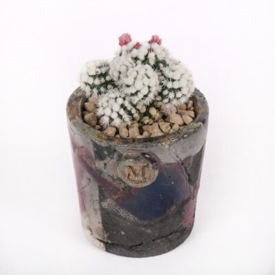 Mammillaria gracilis cv. Oruga