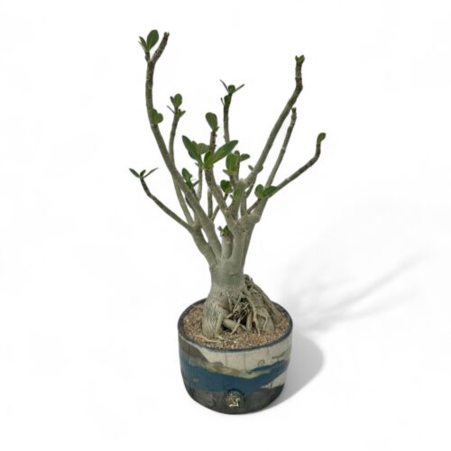 Adenium obesum