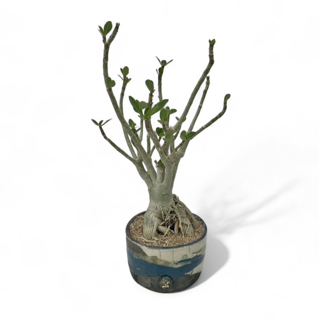 Adenium obesum