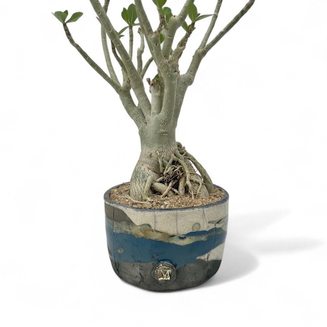 Adenium obesum