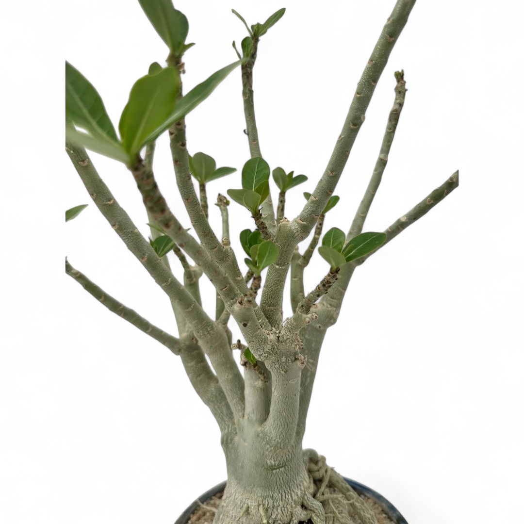 Adenium obesum