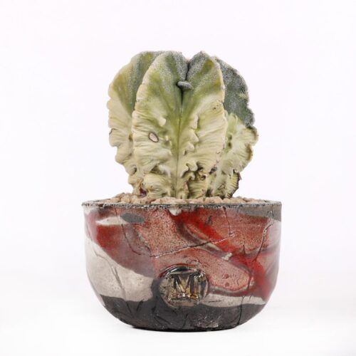 Astrophytum myriostigma fukuryu variegato