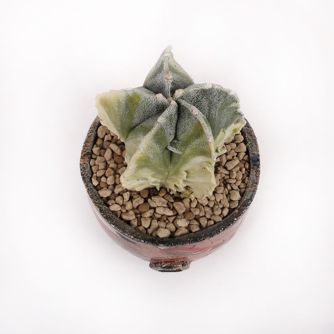 Astrophytum myriostigma fukuryu variegato
