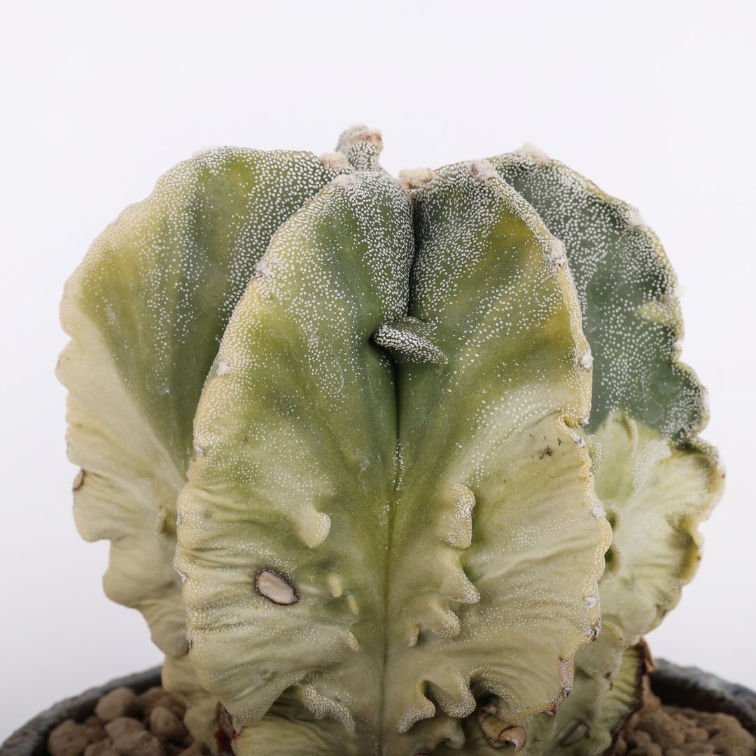 Astrophytum myriostigma fukuryu variegato