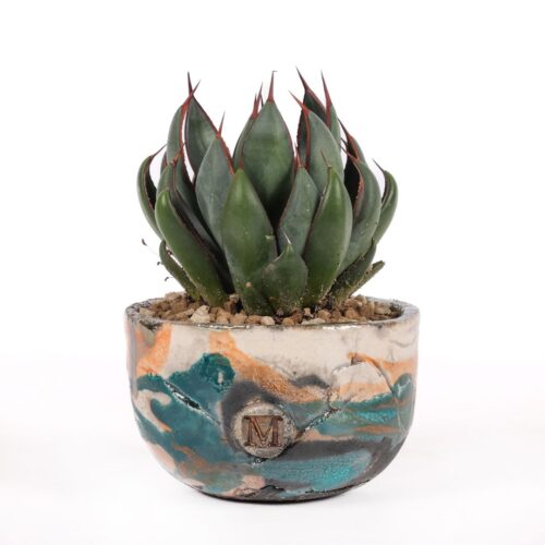 Mangave Praying Hands