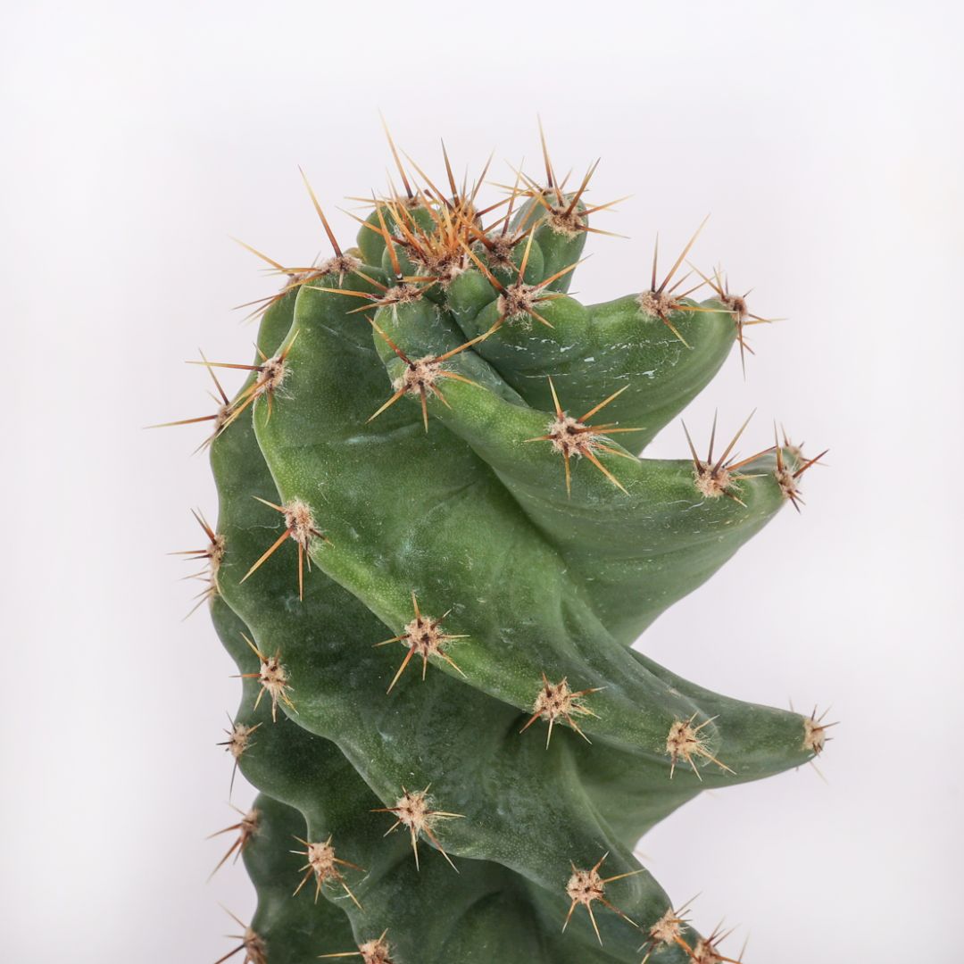 Cereus forbesii spiralis