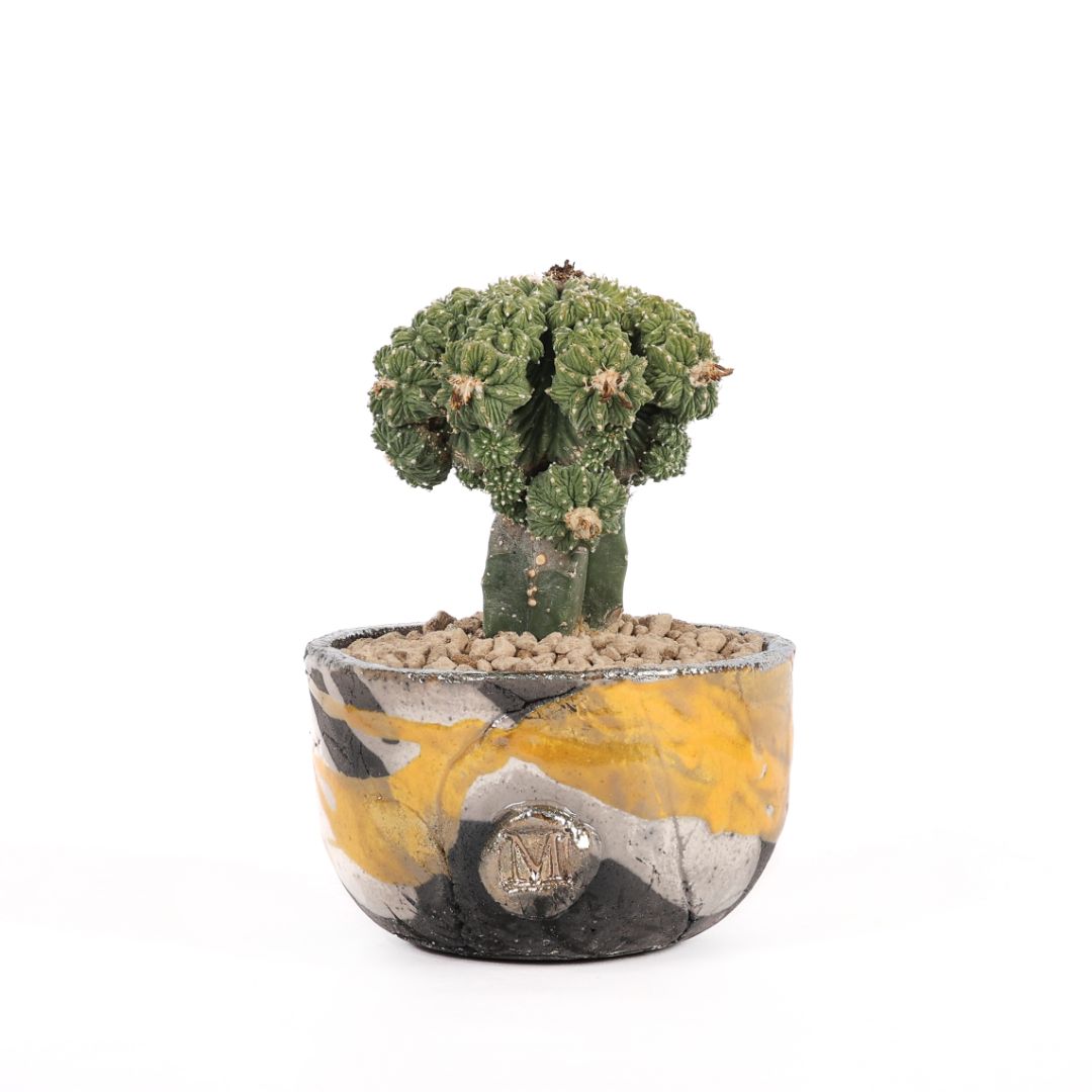 Aztekium ritteri