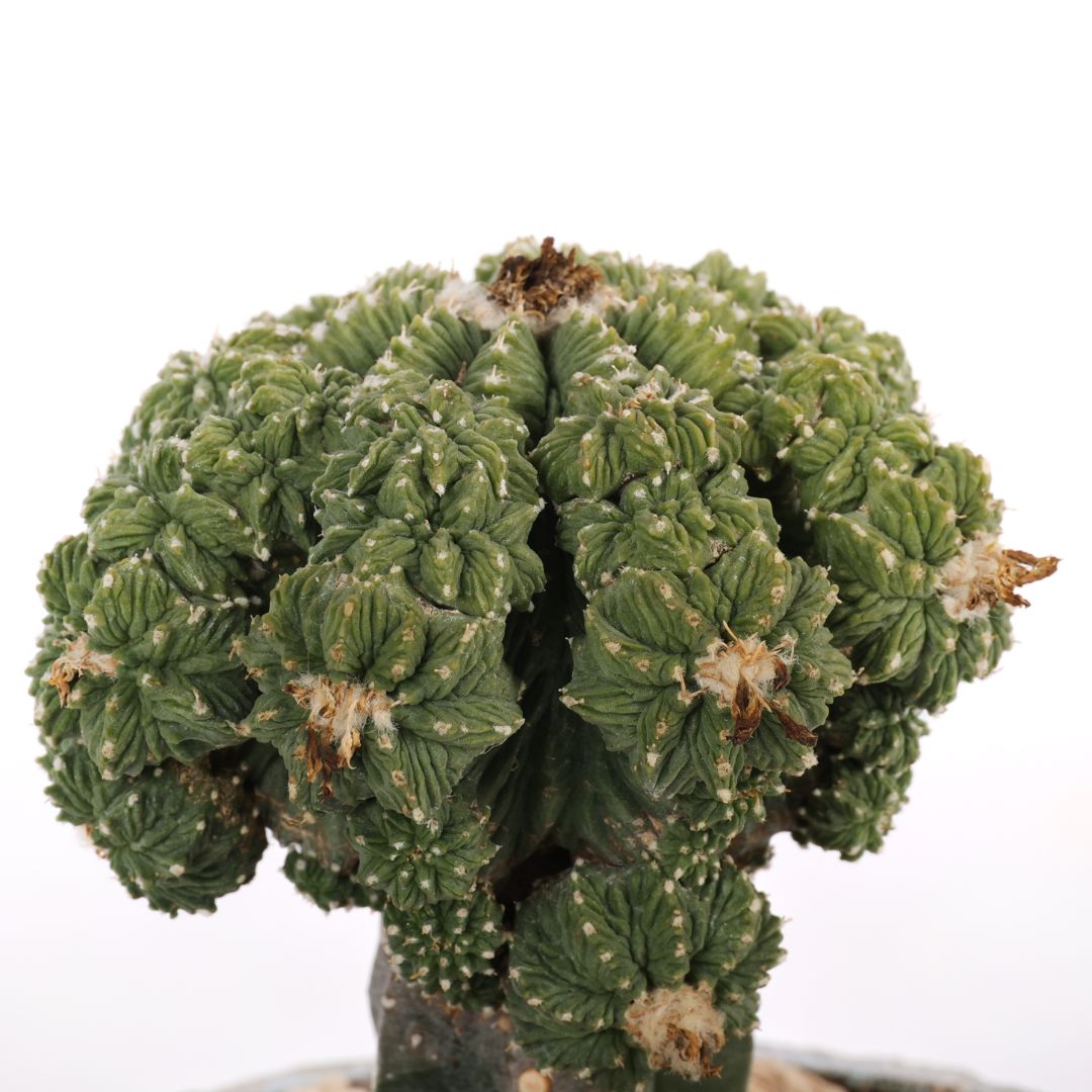 Aztekium ritteri
