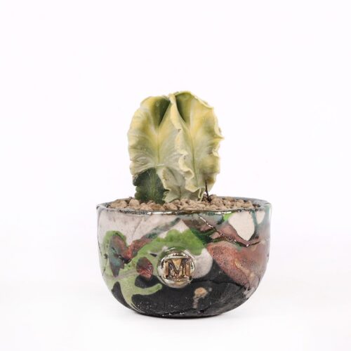 Astrophytum myriostigma nudum variegato