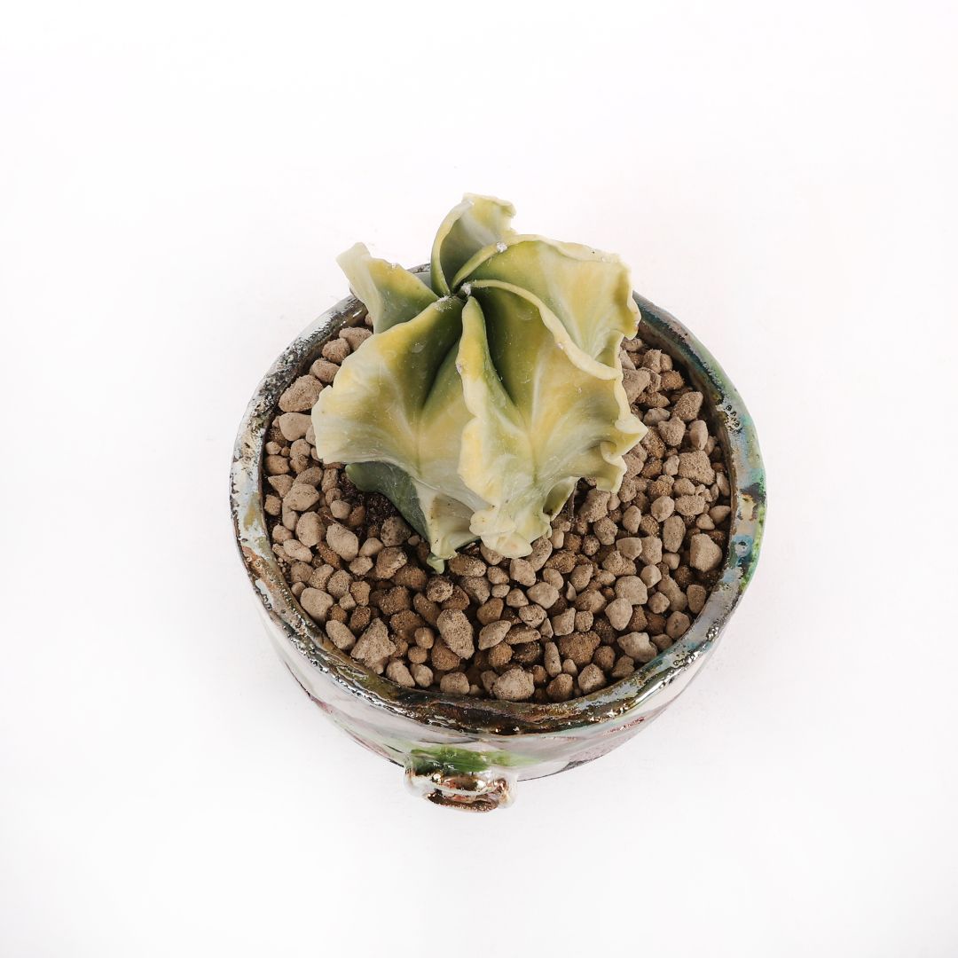 Astrophytum myriostigma nudum variegato