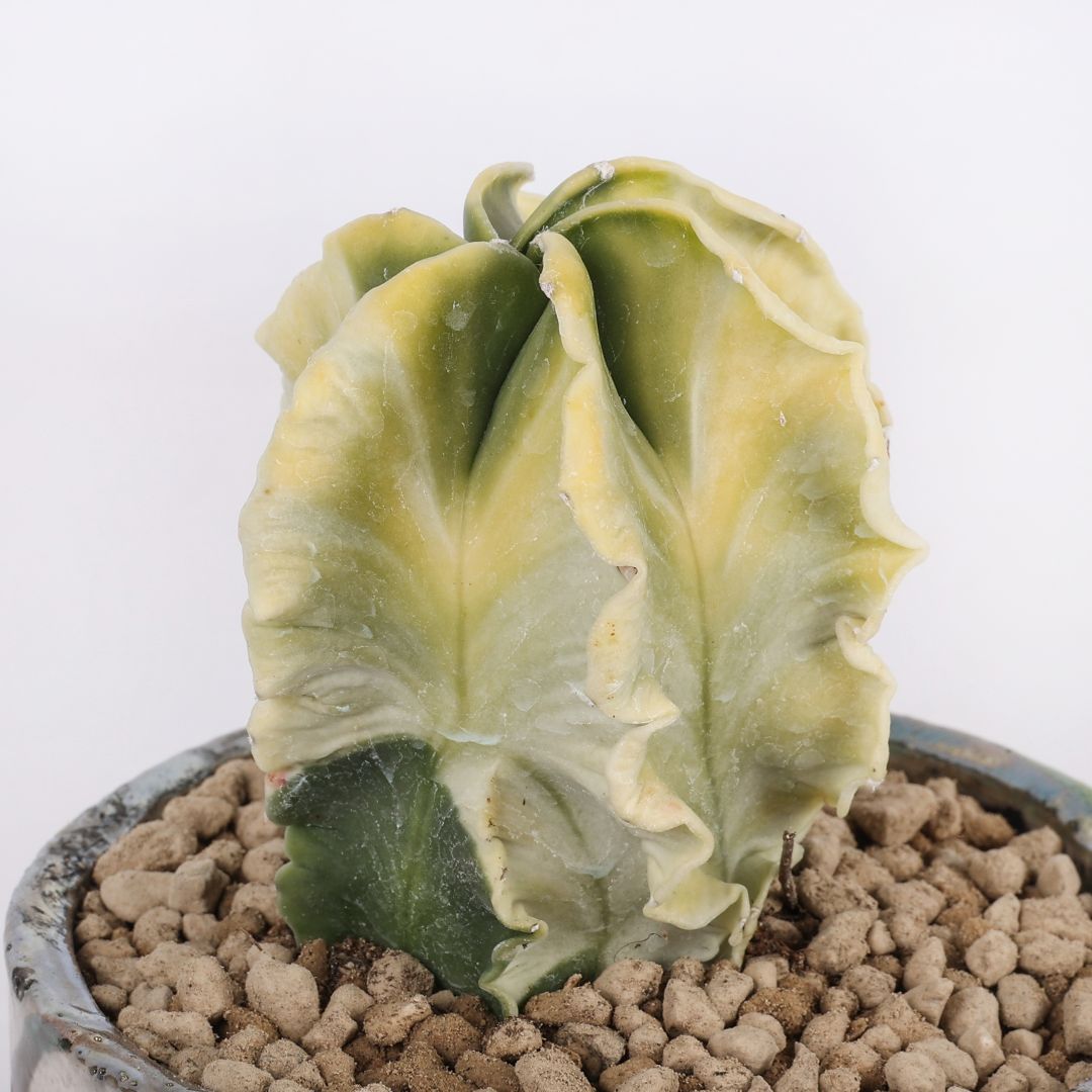 Astrophytum myriostigma nudum variegato