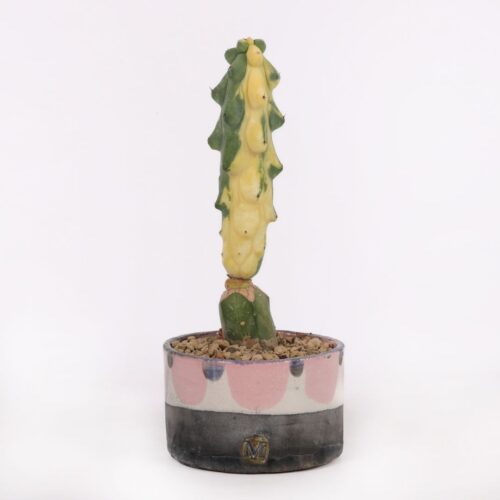 Myrtillocactus fukurokuryuzinboku variegato