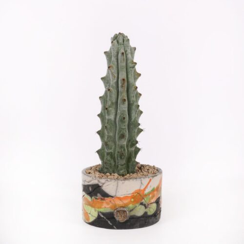 Stenocereus beneckei