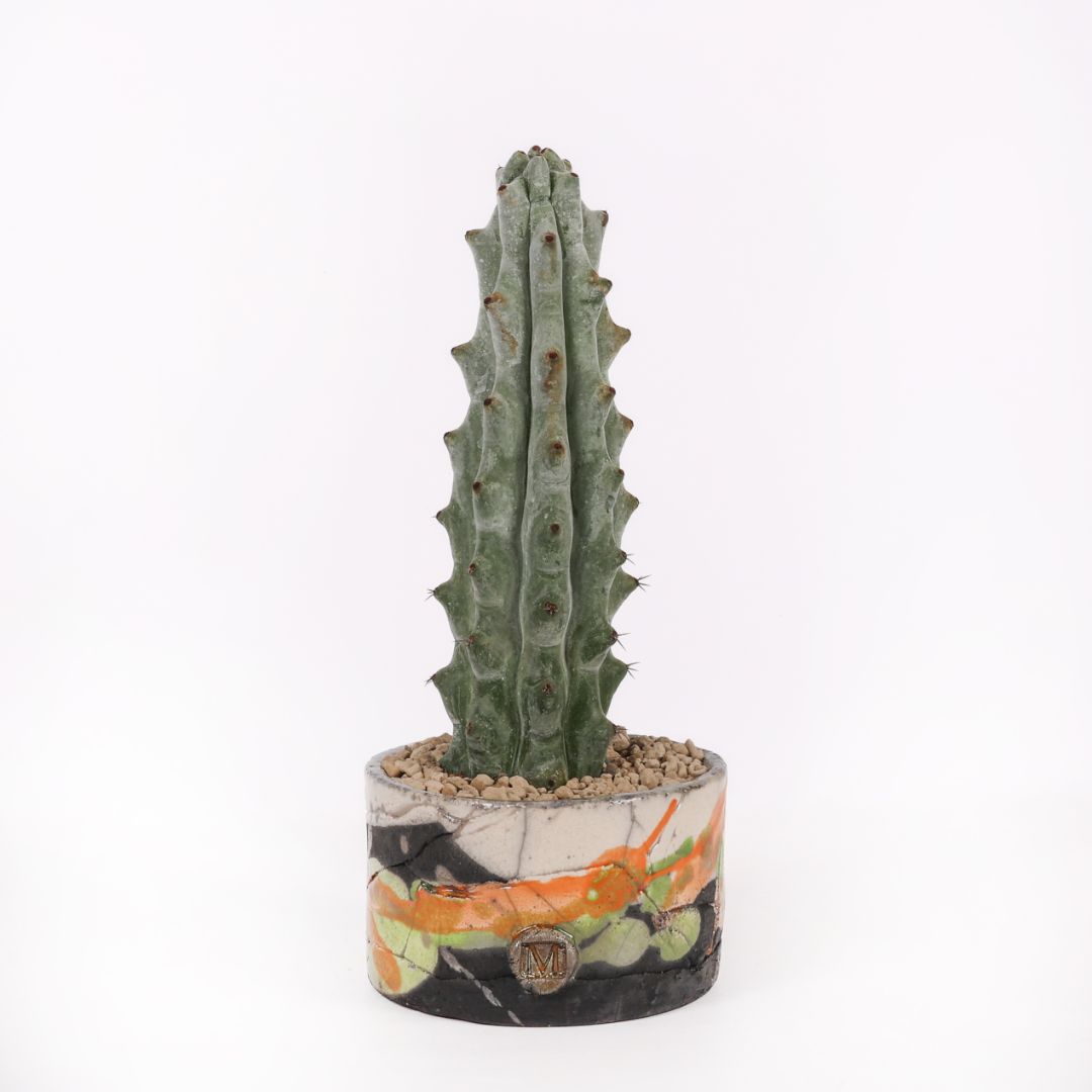 Stenocereus beneckei