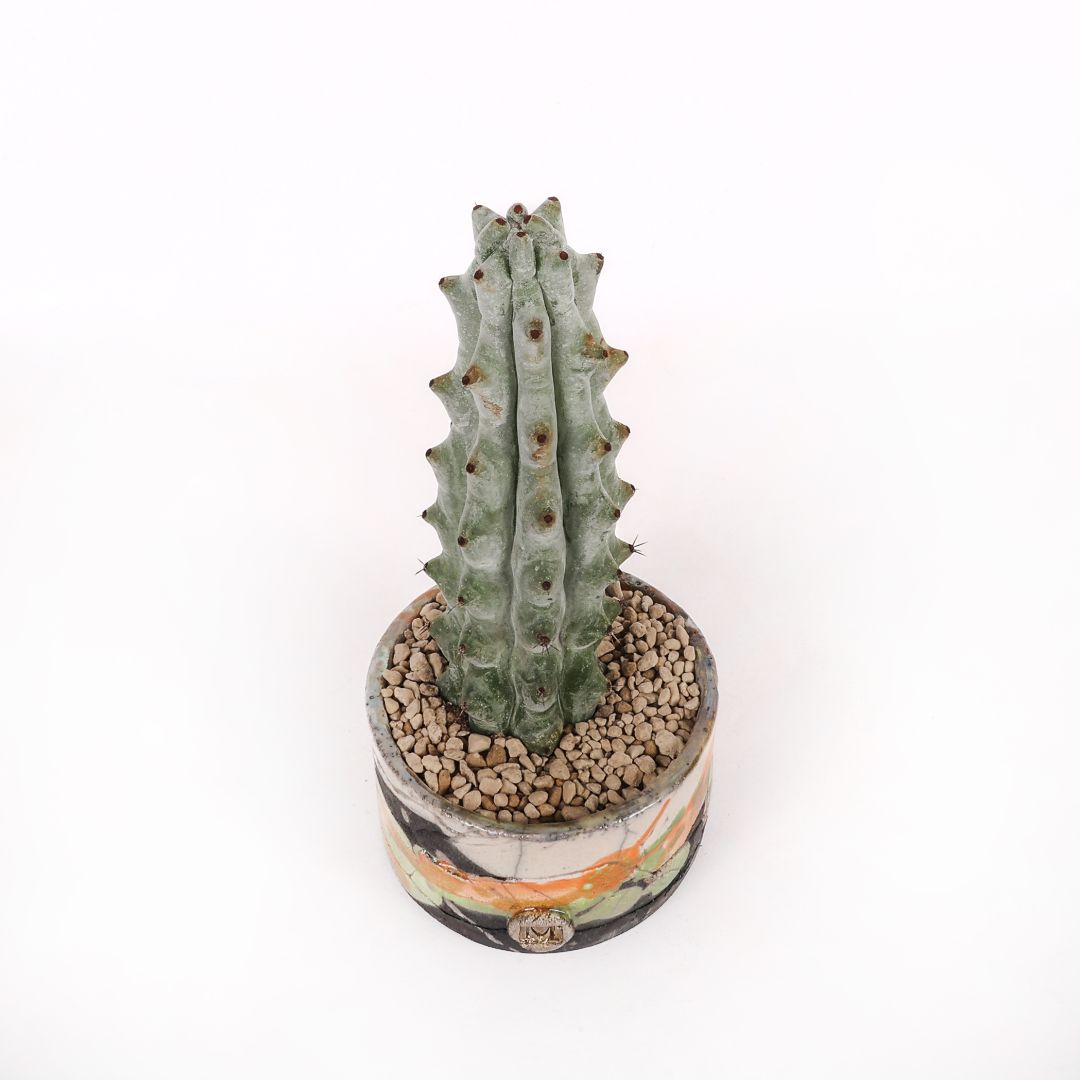 Stenocereus beneckei