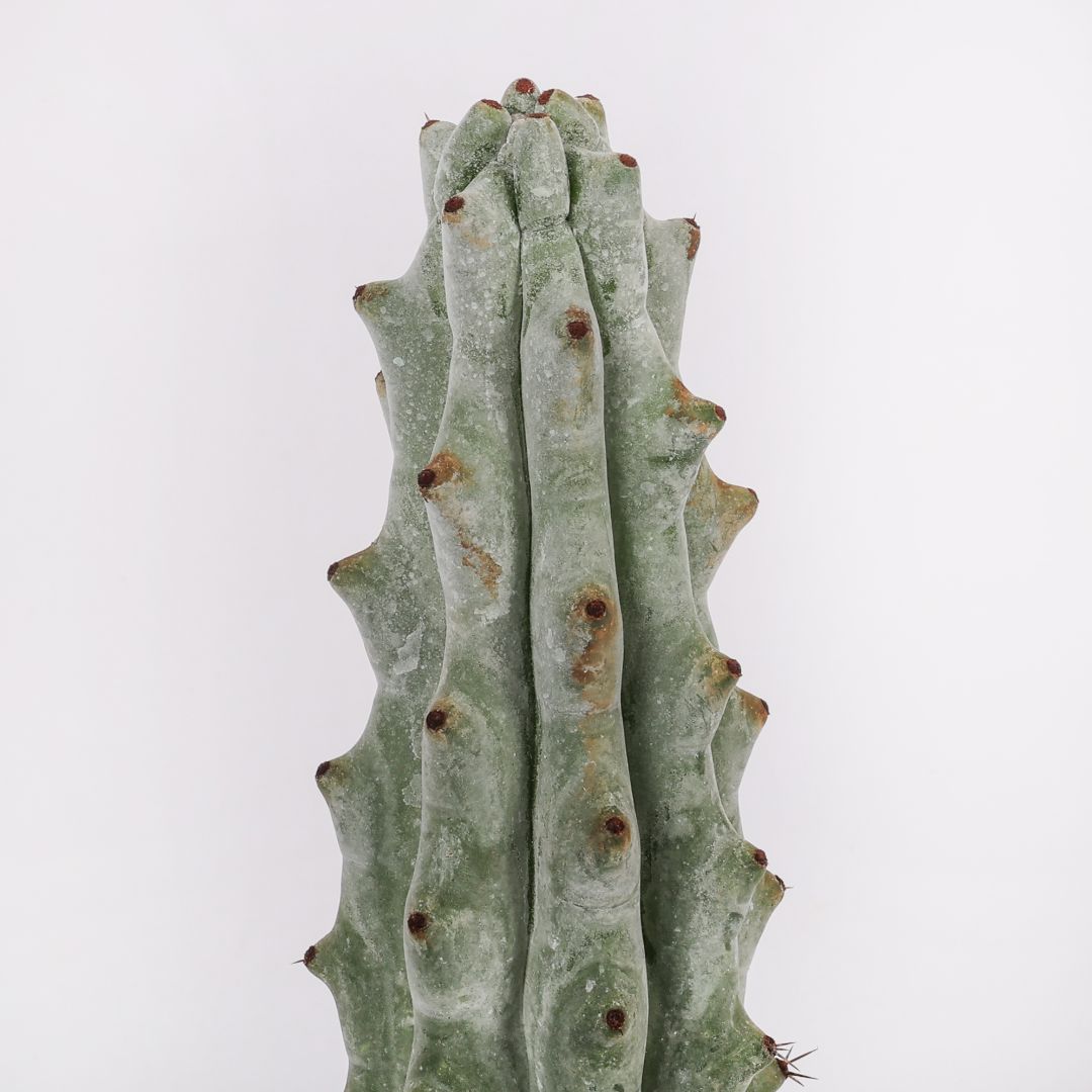 Stenocereus beneckei