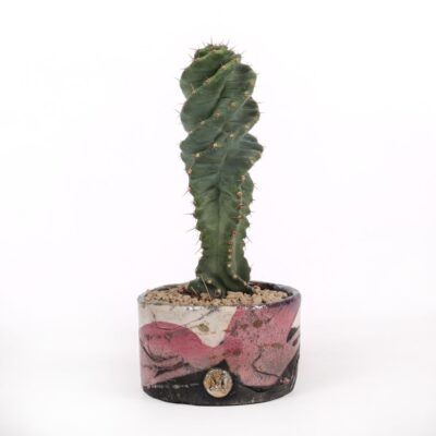 Cereus forbesii spiralis