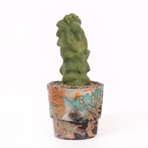 Lophocereus schotti mostruoso